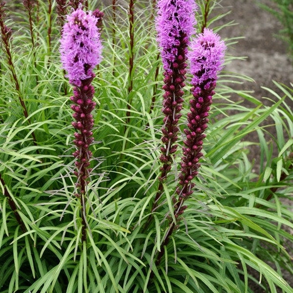 Blazing star (Liatris spicata) 2 pack