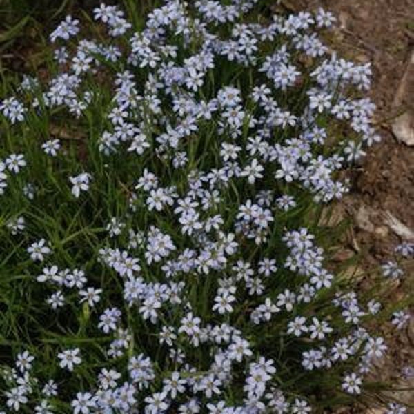 Blue-eyed grass (Sisyrinchium nashii 'Suwannee')