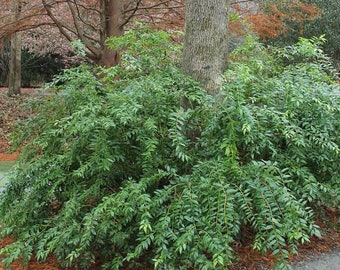 Florida Leucothoe (Agarista populifolia)