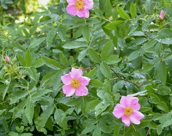Swamp rose (Rosa palustris)