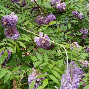 Amethyst Falls American Wisteria (Wisteria frutescens &#39;Amethyst Falls&#39;)