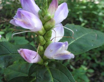 Pink turtlehead (Chelone obliqua)
