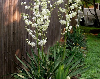 Adam's Needle Yucca (Yucca filamentosa)