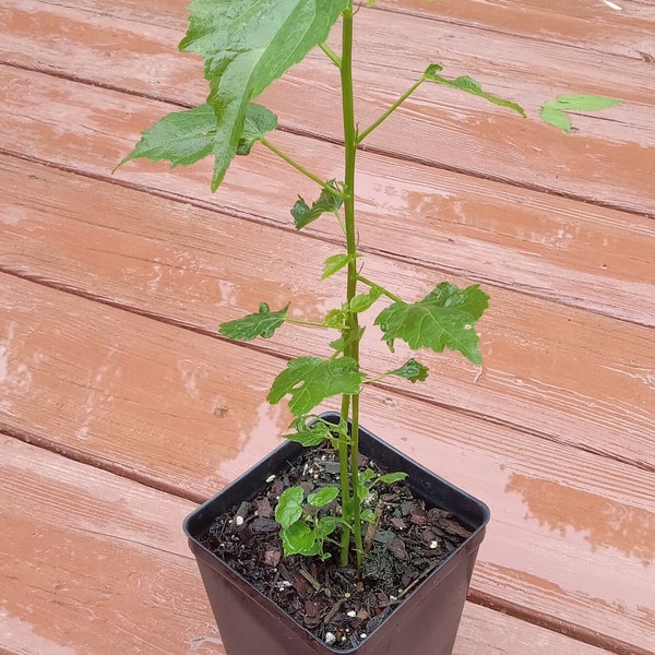 Seashore mallow (Kosteletzkya pentacarpos)