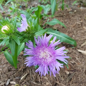 Stoke's Aster (Stokesia laevis)