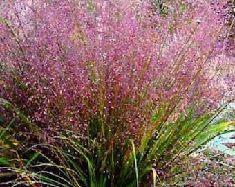 Purple Lovegrass (Eragrostis spectabilis)