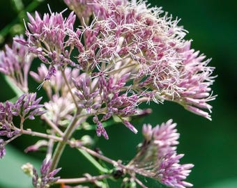 Joe Pye Weed (Eutrochium purpureum)