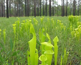 Yellow Pitcher Plant (Sarracenia flava)