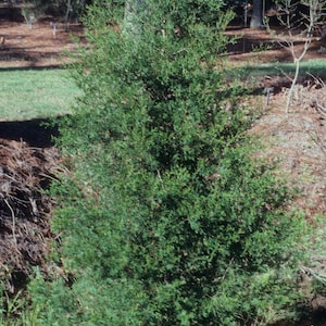 Atlantic white cedar Chamaecyparis thyoides 3-pack tubelings image 1