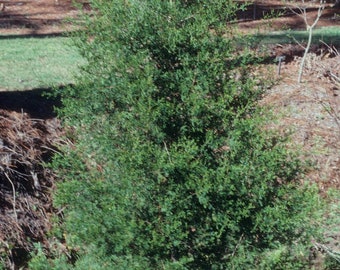 Atlantic white cedar (Chamaecyparis thyoides) 3-pack tubelings