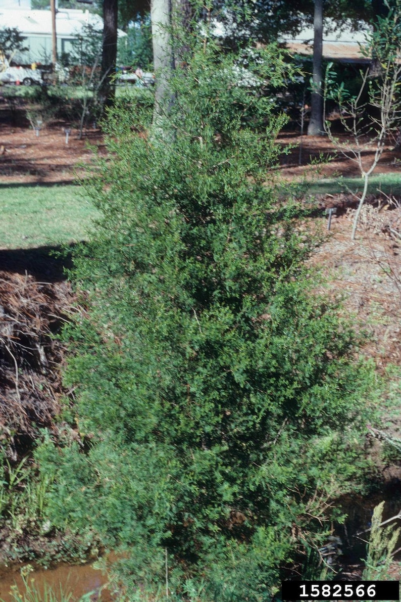 Atlantic white cedar Chamaecyparis thyoides 3-pack tubelings image 1