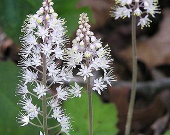 Foamflower (Tiarella cordifolia)