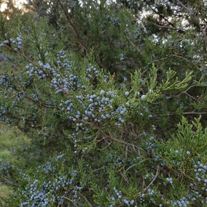 May include: Close-up of a juniper bush with vibrant green foliage and clusters of small, round, blue berries. The berries are densely packed along the branches, creating a textured appearance. The background is blurred, suggesting a natural outdoor setting.