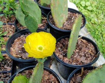Eastern Prickly Pear Cactus (Opuntia humifusa)