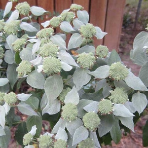 Short toothed mountain mint (Pycnanthemum muticum)