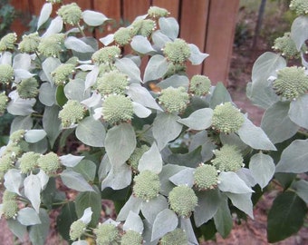 Short toothed mountain mint (Pycnanthemum muticum)