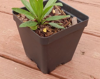 Obedient plant (Physostegia virginiana)