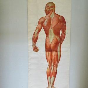 Großes Rollbild Muskulatur des Menschen Mensch Vintage Karte Bild Lehrtafel Deutsches Hygiene Museum Dresden Original 50er Jahre Wandbild