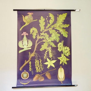 Große Vintage Schulkarte Rollbild Rollkarte Lehrtafel Stiel- Sommer Eiche Botanik Pflanze Original 60er Jung Koch Quentell Hagemann Wandbild