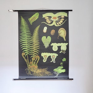 Grande mappa scolastica d'epoca, immagine a scorrimento, mappa a scorrimento, lavagna didattica, felce, felce maschio, botanica, pianta originale, anni '60, Jung Koch, Quentell Hagemann, murale
