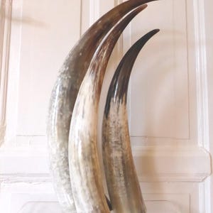 May include: Three curved horns with a polished finish, displaying a natural colour palette of cream, brown, and black. The horns are presented vertically, highlighting their smooth texture and graceful form. These are decorative items.