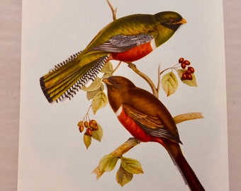 John Gould Tropischer Vogel   Kunst Druck Ornithologie 30 x 40 cm Original  Vintage