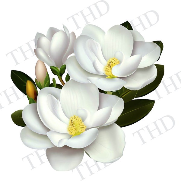 Magnolia Blooms png/clipart