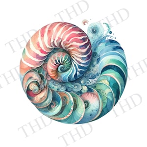 Concha de Nautilus png/clipart