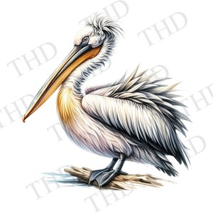 Pellicano costiero, nautico, spiaggia, PNG, clipart per sublimazione/stampa a caldo
