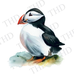 Macareux oiseau de mer clipart / Image PNG