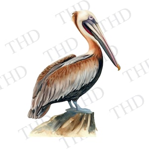 Pellicano marrone, nautico, spiaggia, PNG, Clipart per sublimazione/calore