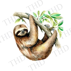Perezoso Clipart / Imagen PNG