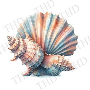 Concha png/clipart