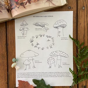May include: A detailed illustration of various mushroom types, including Fairy Ring Mushrooms and Death Cap, with the title "Mushroom Fairy Rings." The drawing is on a white paper, with a book and some leaves on a wooden surface.
