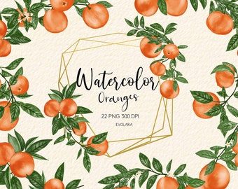 orange watercolor clipart, orange summer clipart, citrus fruit clipart, flowers orange, citrus orange botanical clipart, tropical citrus