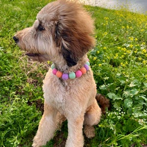 May include: A light brown Goldendoodle dog wearing a colorful beaded collar, sitting in a grassy field with yellow flowers. The dog has a fluffy coat and is looking to the left. The collar features pastel-colored beads.