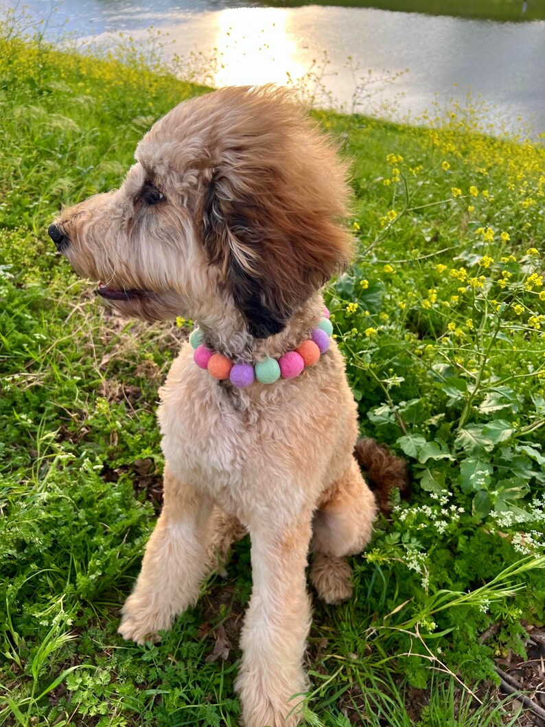 May include: A light brown Goldendoodle dog wearing a colorful beaded collar, sitting in a grassy field with yellow flowers. The dog has a fluffy coat and is looking to the left. The collar features pastel-colored beads.