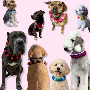 May include: A collection of dogs of various breeds, each wearing a unique, colorful collar. Collars feature pom-poms, beads, and other decorative elements in a variety of colors, including red, pink, blue, and yellow. The dogs are set against a soft pink background.