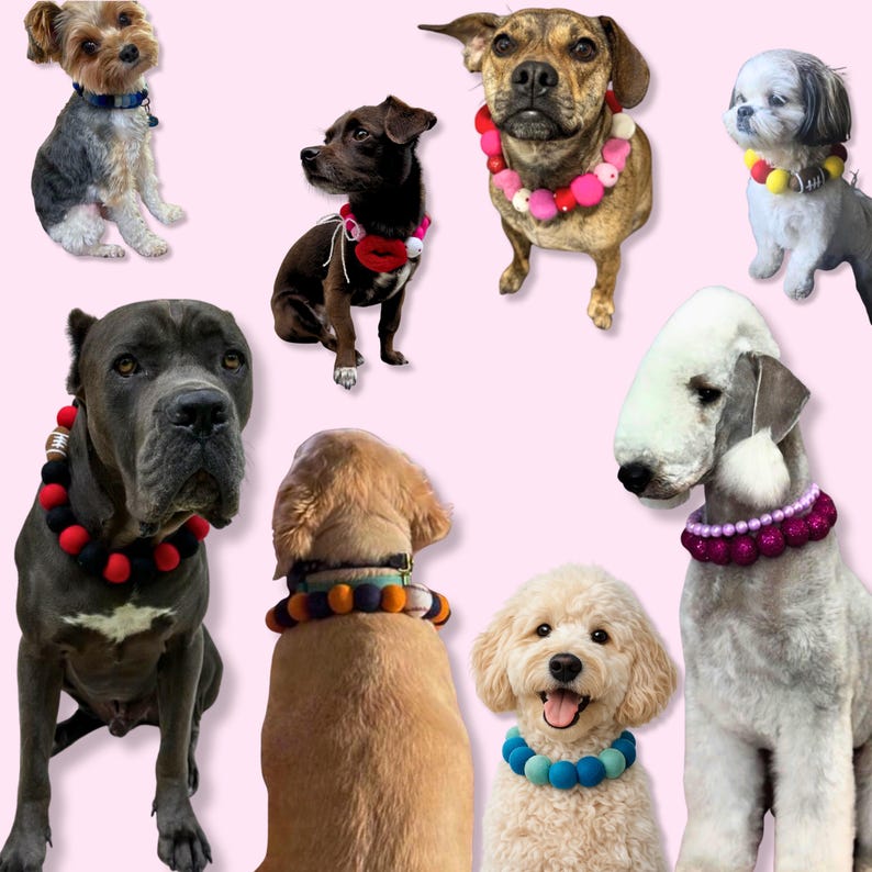 May include: A collection of dogs of various breeds, each wearing a unique, colorful collar. Collars feature pom-poms, beads, and other decorative elements in a variety of colors, including red, pink, blue, and yellow. The dogs are set against a soft pink background.