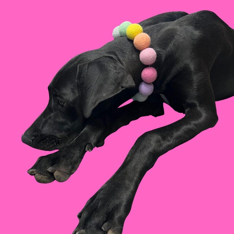 May include: A black dog wearing a colorful felt ball collar, set against a vibrant pink background. The collar features pastel-colored balls in shades of green, yellow, orange, pink, and purple. The dog is lying down, with its legs extended.