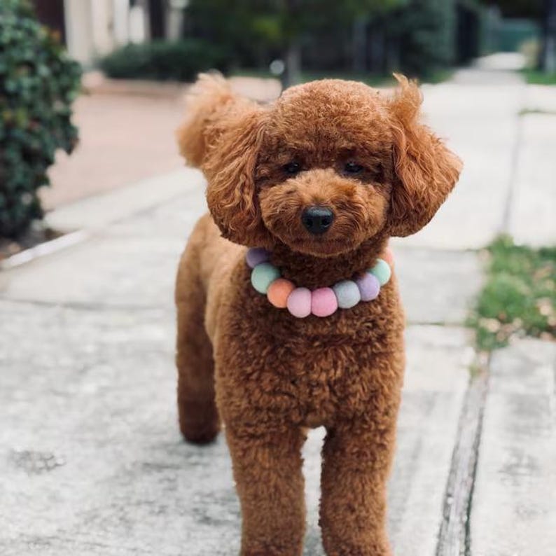 May include: A brown poodle wearing a pastel-colored beaded collar stands on a sidewalk. The dog has curly fur and is looking at the camera. The collar features a variety of soft colors, including pink, blue, and yellow.