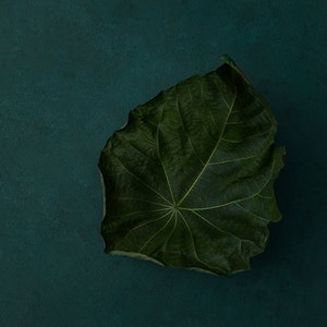 May include: A single, large, dark green leaf with prominent veins, isolated against a deep teal background.