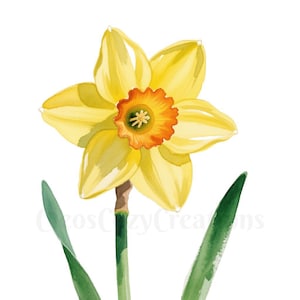 Könnte beinhalten: Aquarellmalerei einer Narzissenblume. Die Blume hat leuchtend gelbe Blütenblätter mit einem orange-gelben Zentrum. Zwei grüne Blätter und ein grüner Stiel tragen die Blume. Der Hintergrund ist weiß.