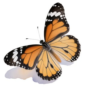 8 Monarch Butterfly Clipart, Watercolor Butterfly PNG, Insect Illustration for Srapbooking, Journals, Transparent Background