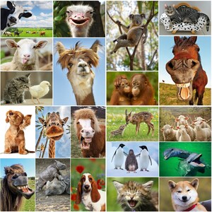 TIERE aus ALLER WELT: günstiges Tier-Postkarten-Set 100 St., Ansichtskarten u.a. für Postcrossing und Sammler Bild 3