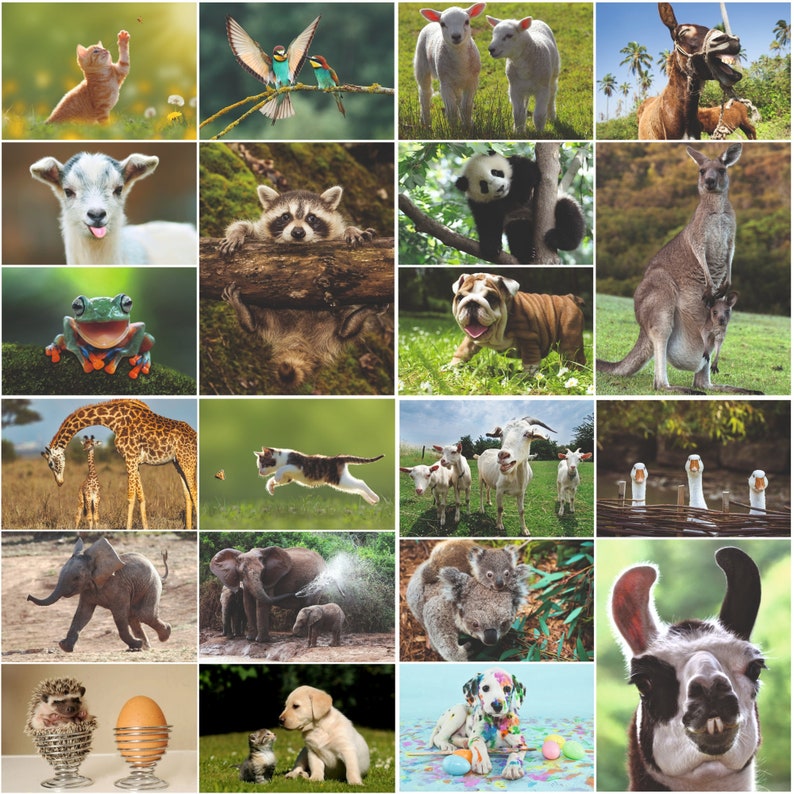 TIERE aus ALLER WELT: günstiges Tier-Postkarten-Set 100 St., Ansichtskarten u.a. für Postcrossing und Sammler Bild 2