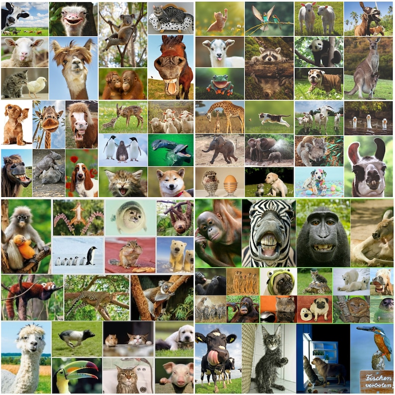 TIERE aus ALLER WELT: günstiges Tier-Postkarten-Set 100 St., Ansichtskarten u.a. für Postcrossing und Sammler Bild 1