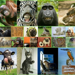TIERE aus ALLER WELT: günstiges Tier-Postkarten-Set 100 St., Ansichtskarten u.a. für Postcrossing und Sammler Bild 4