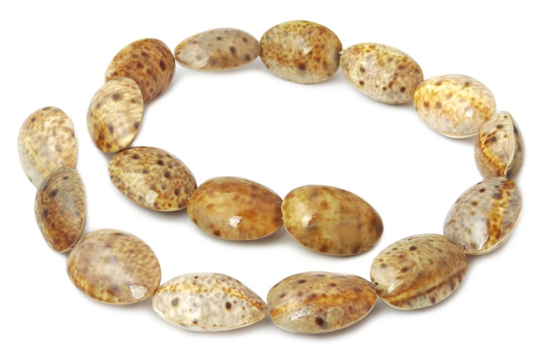Luchs-Kaurischnecke Perlen ganze Schalen ca. 25 mm Muschelperlen Strang für Kette, Armband & mehr Bild 1
