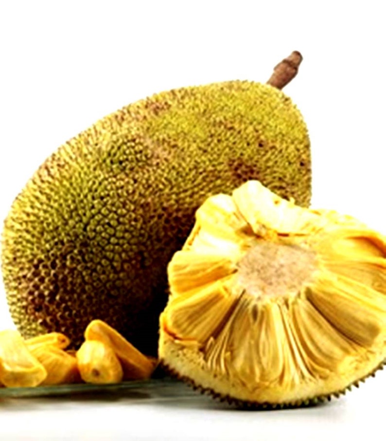 Jackfruit Artocarpus heterophyllus 25 Seeds FrutaTropical Etsy